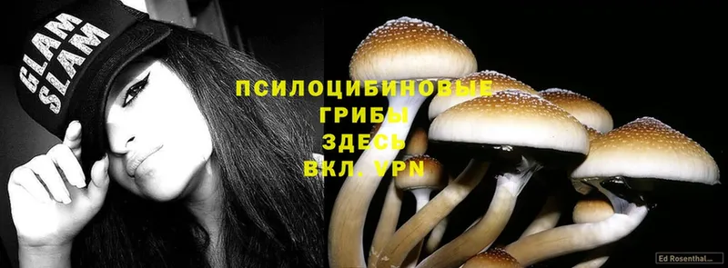 ОМГ ОМГ ссылка  Норильск  Псилоцибиновые грибы Cubensis 