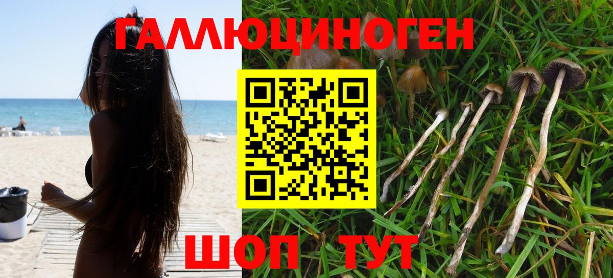 хочу   Норильск  Галлюциногенные грибы ЛСД  Псилоцибиновые грибы мухоморы 